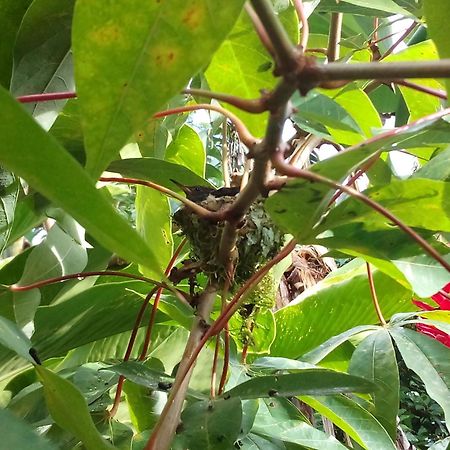 Jardin Entre Montanas Bed & Breakfast Bijagua Luaran gambar