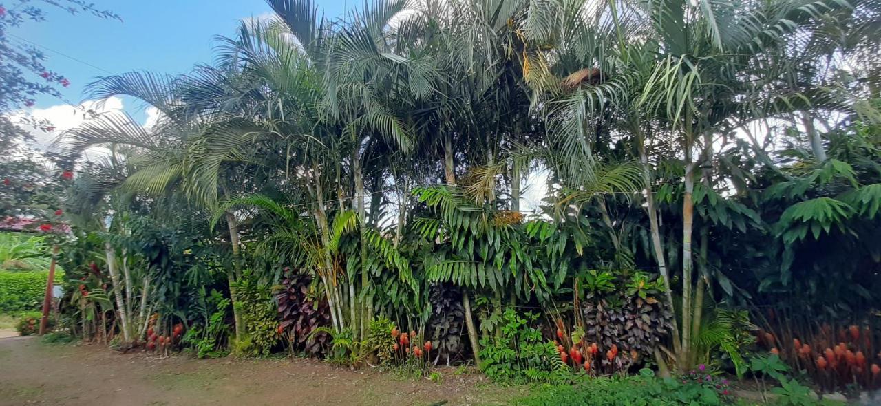 Jardin Entre Montanas Bed & Breakfast Bijagua Luaran gambar