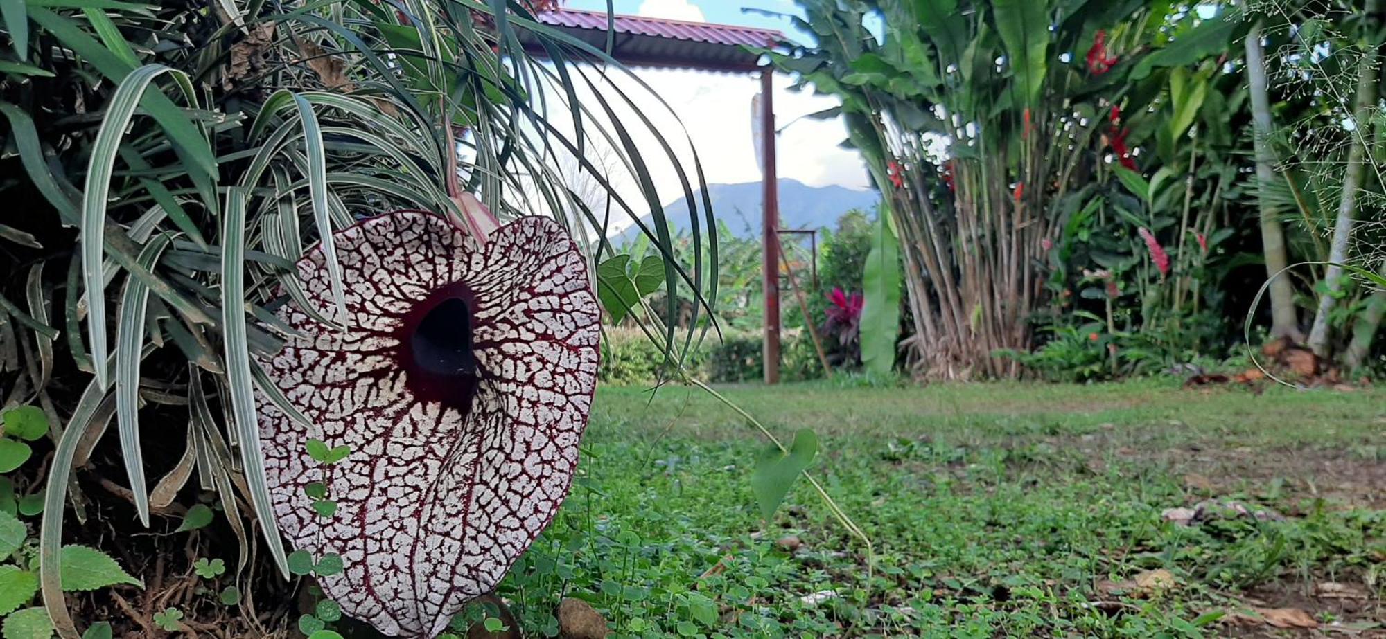 Jardin Entre Montanas Bed & Breakfast Bijagua Luaran gambar