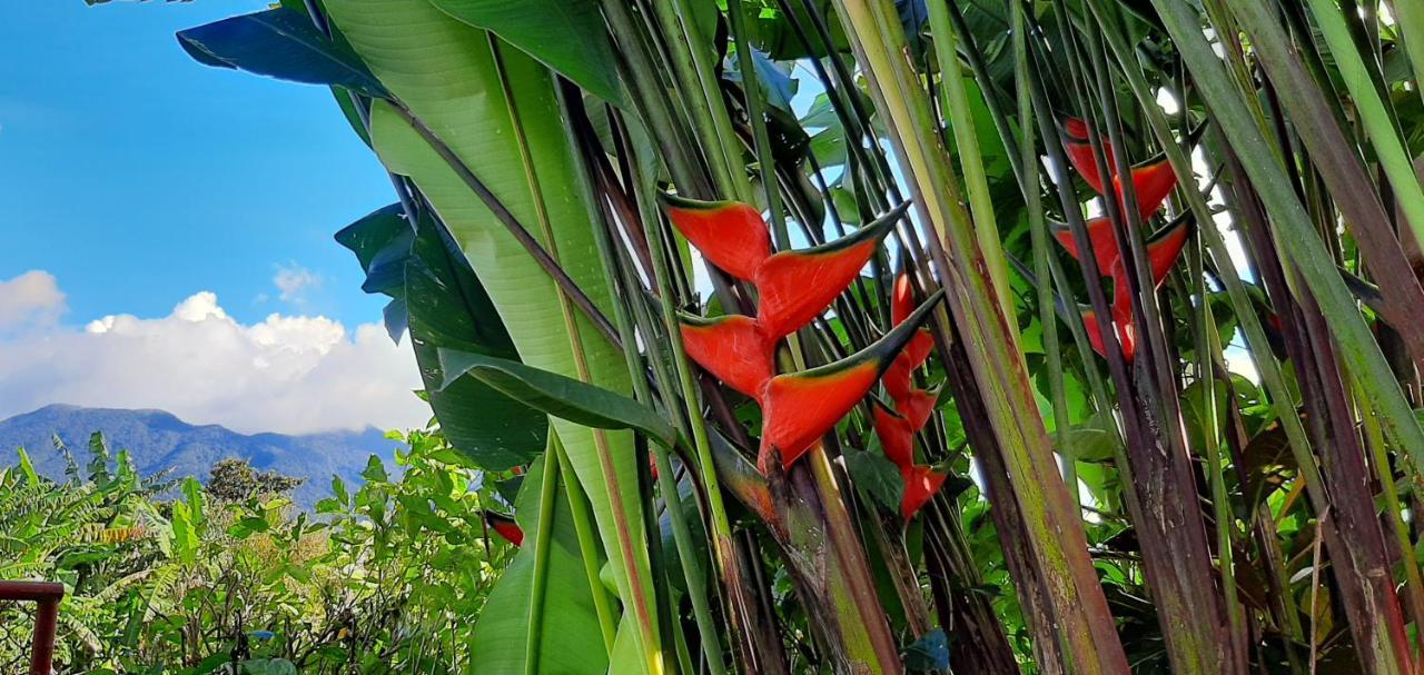 Jardin Entre Montanas Bed & Breakfast Bijagua Luaran gambar