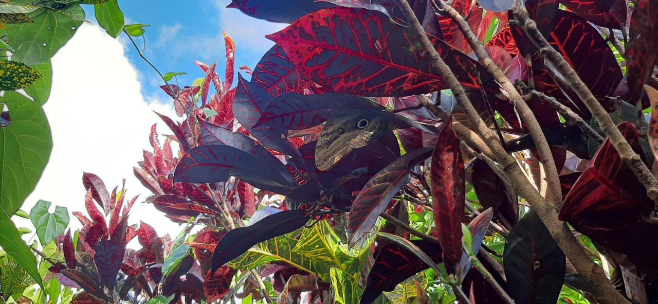Jardin Entre Montanas Bed & Breakfast Bijagua Luaran gambar