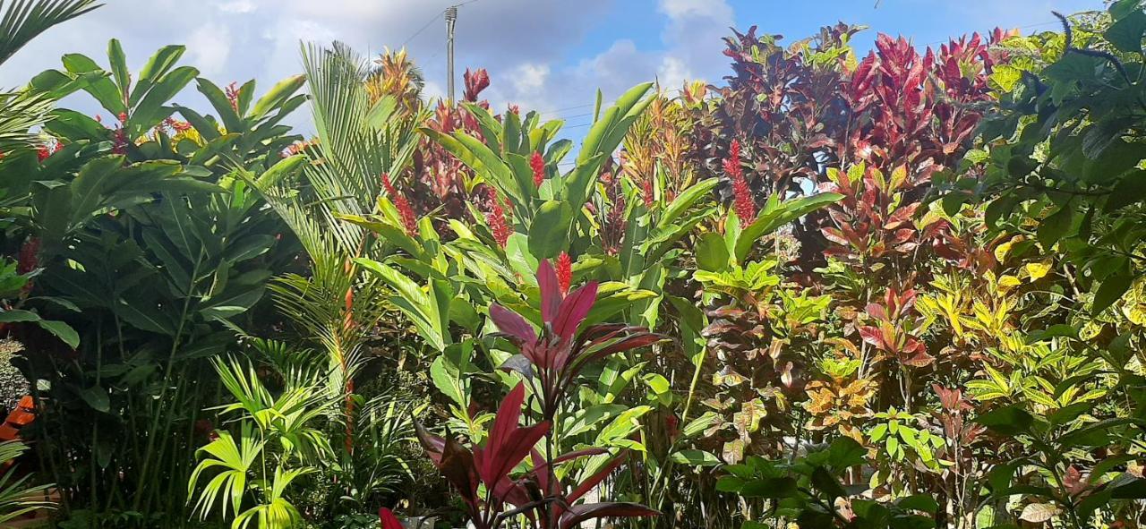 Jardin Entre Montanas Bed & Breakfast Bijagua Luaran gambar
