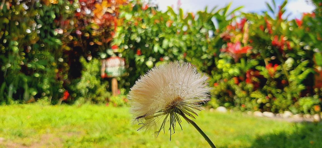 Jardin Entre Montanas Bed & Breakfast Bijagua Luaran gambar
