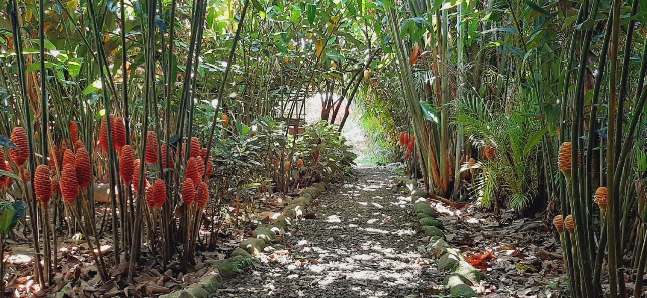 Jardin Entre Montanas Bed & Breakfast Bijagua Luaran gambar
