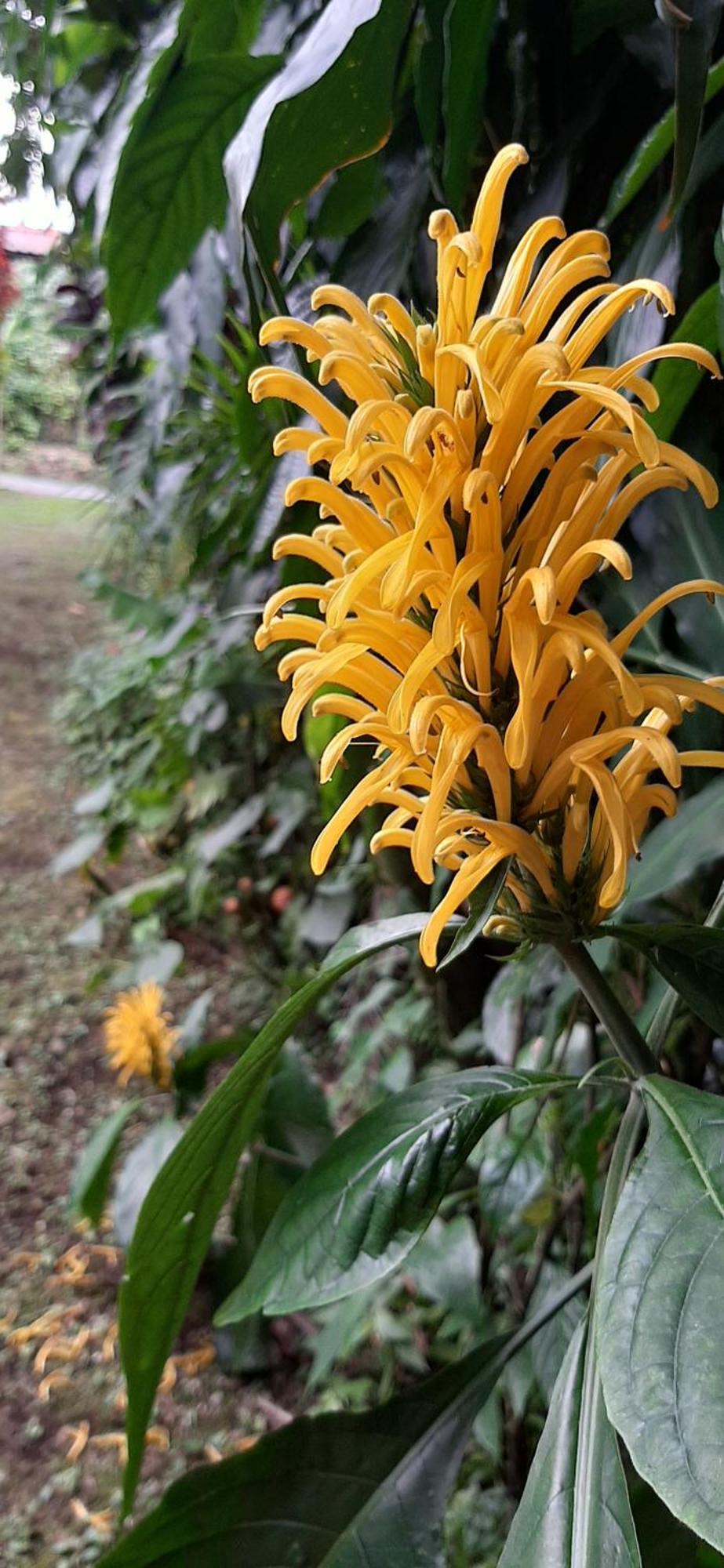 Jardin Entre Montanas Bed & Breakfast Bijagua Luaran gambar