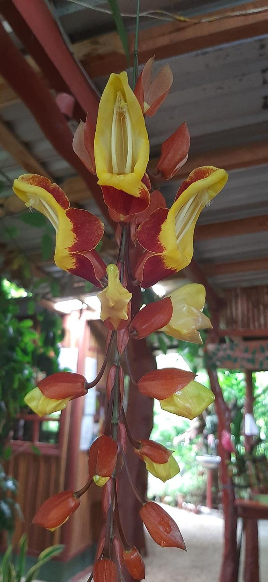 Jardin Entre Montanas Bed & Breakfast Bijagua Luaran gambar