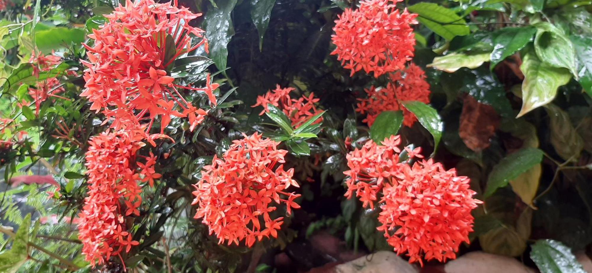 Jardin Entre Montanas Bed & Breakfast Bijagua Luaran gambar